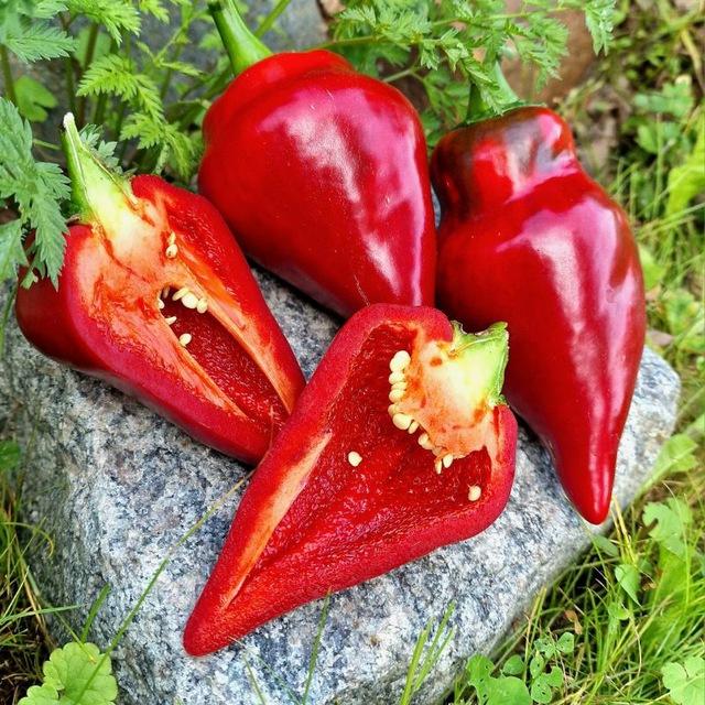 🌶Top_Pepper_Hot_and_Sweet🌶