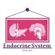 Endocrine system