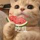吃瓜八卦 🍉 暴走大事件