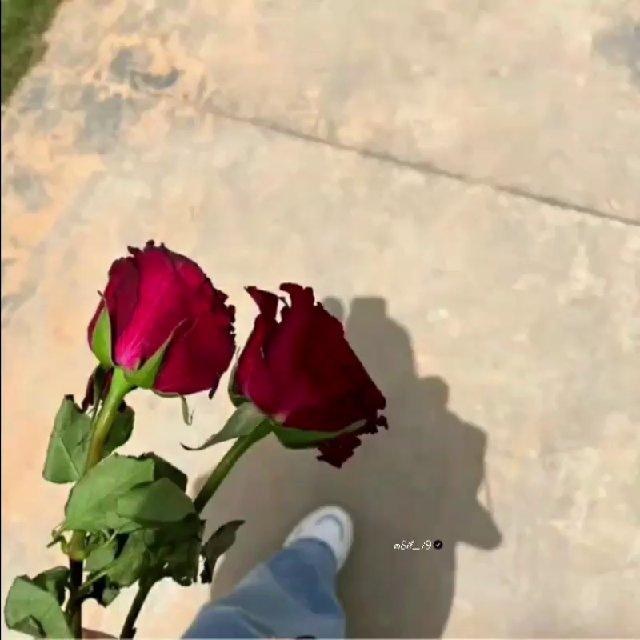 ﮼شَـهـد،الـزروٌق .