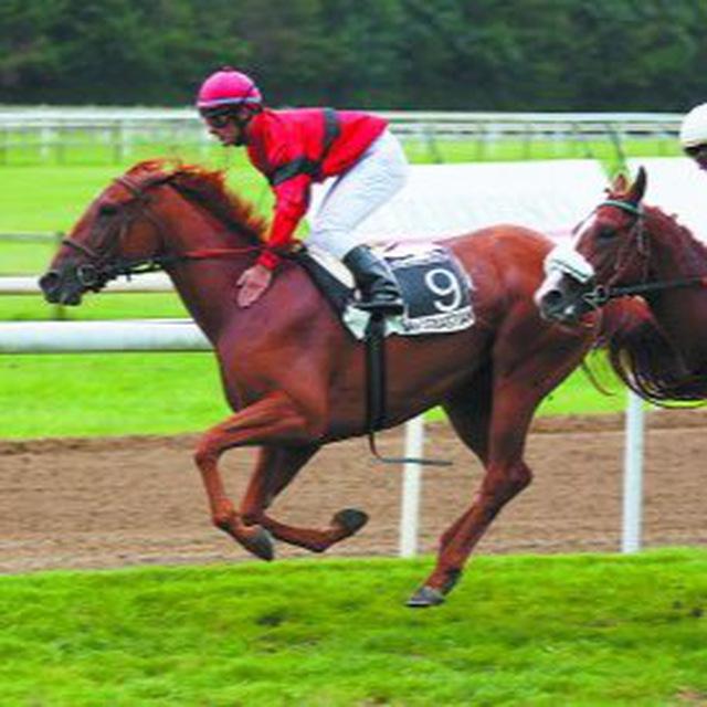 CARRERAS DE CABALLOS Y CABALLOS DE CARRERAS