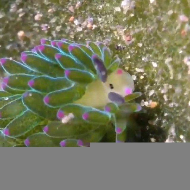 qts of unconventional (but still cute!) nature