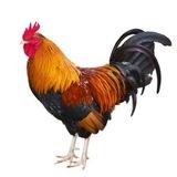 Hammurabi 🐓