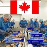 Jobs In Canada 🇨🇦