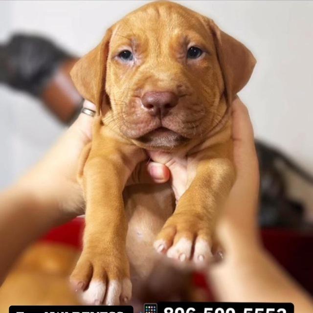 Red Nose Pitbull Puppies