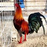 ទ្រុង បង្កាត់ជាយដែន