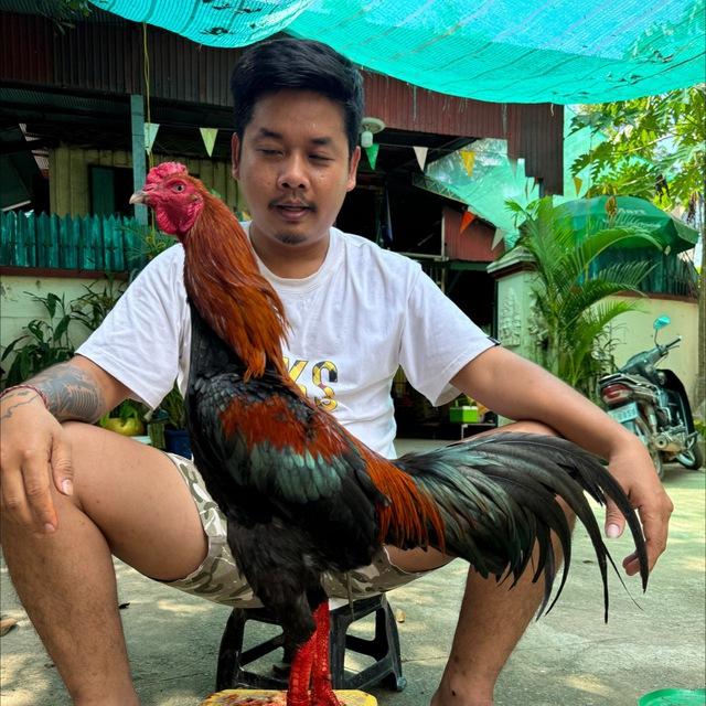 ស្ដេចបក្សី-ដីប្រាសាទ