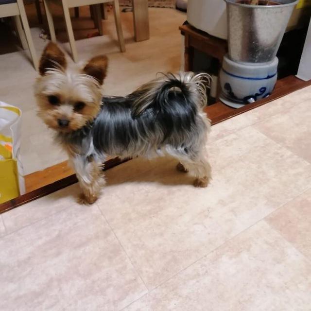 Yorkies puppies for adoption
