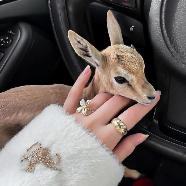 ۿـاء 🦌.