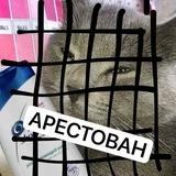 Xyibobra123
