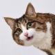 Rexiecat