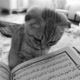 Waayeel halgan ku jira 🦋