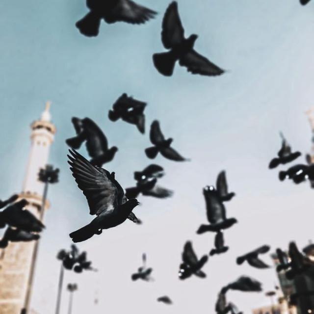 مِحرابُ قَلبْ!