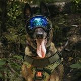 Betty Malinois
