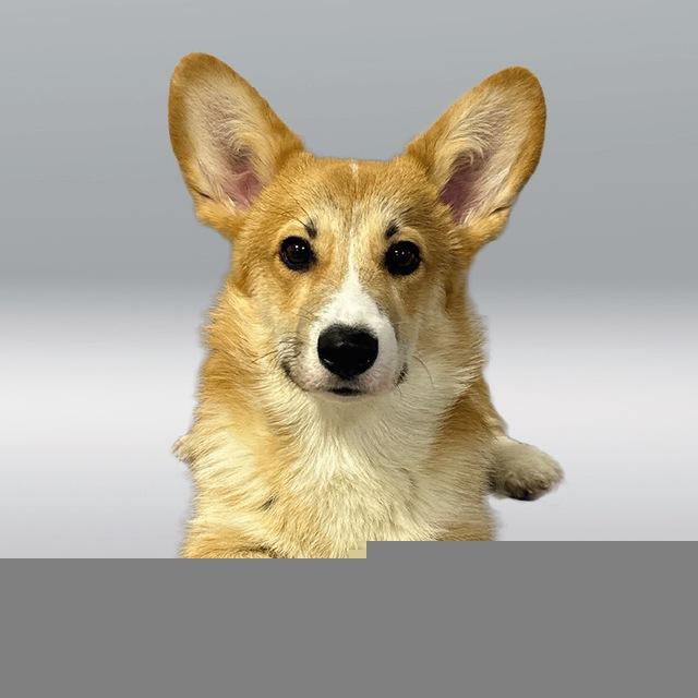 Corzhik Fox