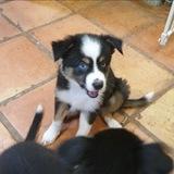 🐶💚🐾💚😺 NATURALLY HEALTHY PETS by Leanne Venier **HEALTHY DIET, REMEDIES & HEALING for Dogs, Cats & more**