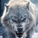 ☠️🐺🇹🇳WOLF ❤️TUNIS 🇹🇳🐺☠️