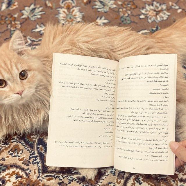 أثَرُ النَبَإٍ 🪽.