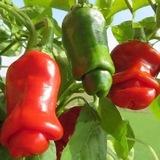 Ớt Không Cay 🌶️ ✨