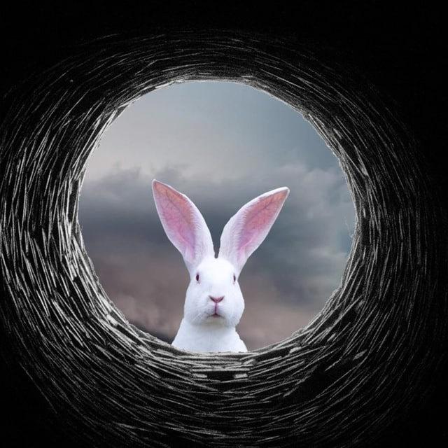 🐇 Au Terrier du Lapin Blanc 🔍