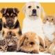 Singapore Pets Network