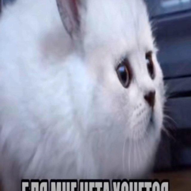 ymm