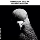 Архив со сборками голубя🐦‍⬛️