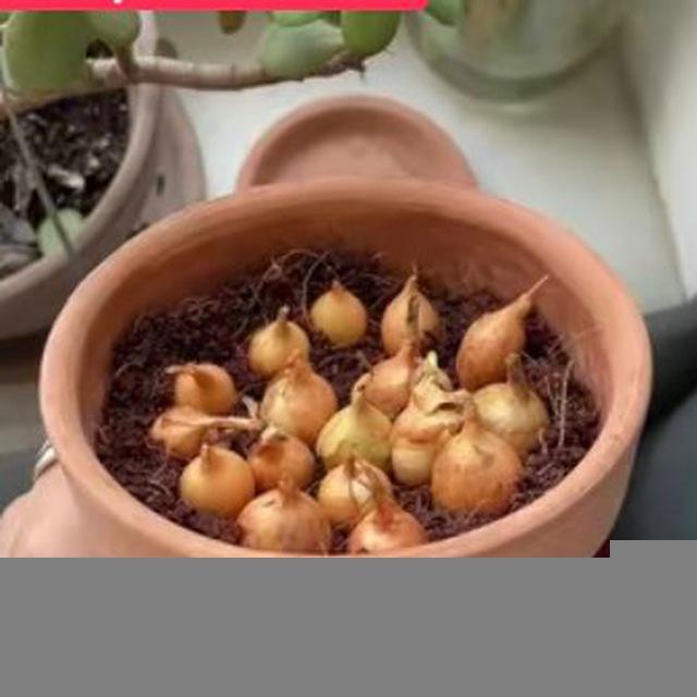 Квартирный огород с Мари 👩🏻‍🌾
