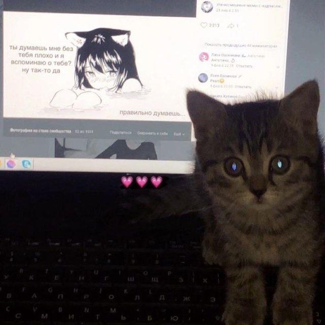 стикеры/видео с котами