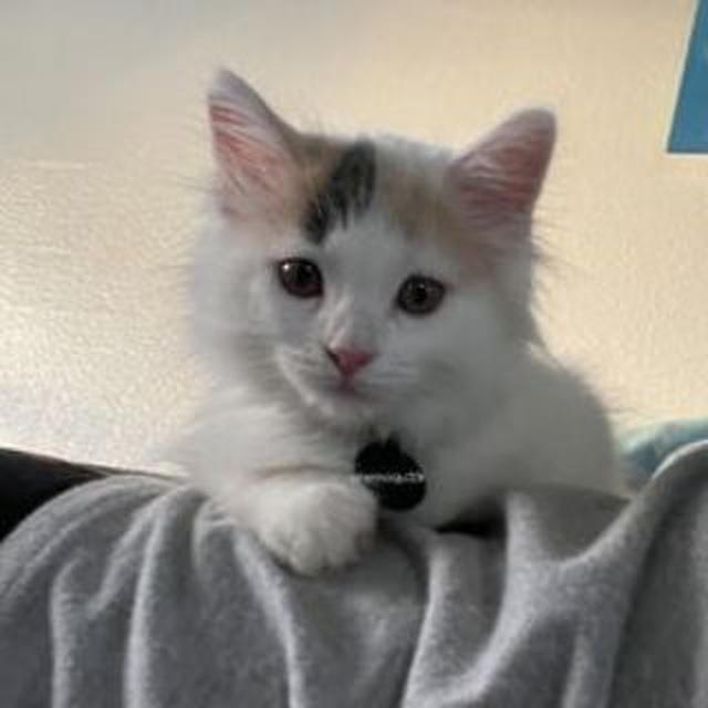 Illegally Smol Cats