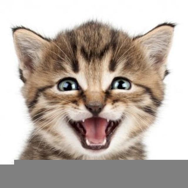 Videos y cosas de gatos