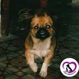 🇨🇺TODO MASCOTAS🐾®ᴼᶠᶦᶜᶦᵃˡ