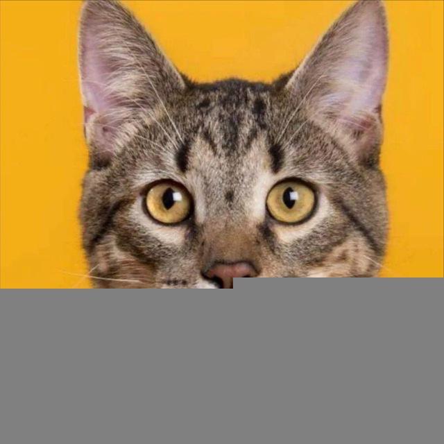 Котейка