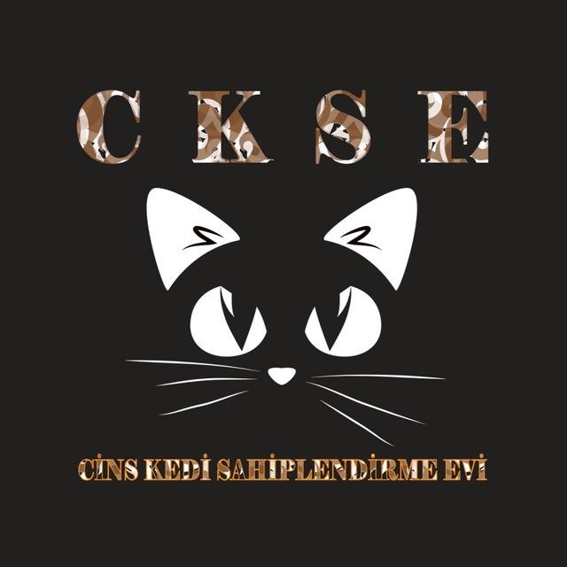 Cins Kedi🐾Köpek Sahiplendirme Evi