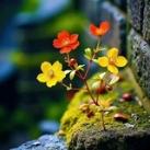 🍁হৃদয়ের অনূভুতিツ🍁🌿🍁
