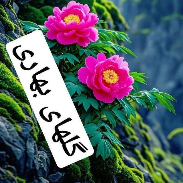 گلهای بهاری💕
