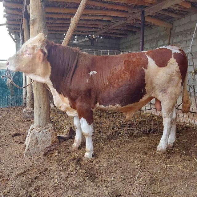 Buxoro mol bozori 🐏🐄🐂