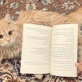 أثَرُ النَبَإٍ 🪽.