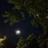 узбекские голосовые
