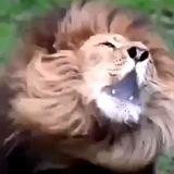 The TRUTH Roars