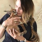 Cattery “Golden kitties” live