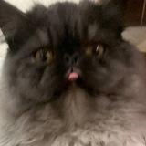 sqwrtick