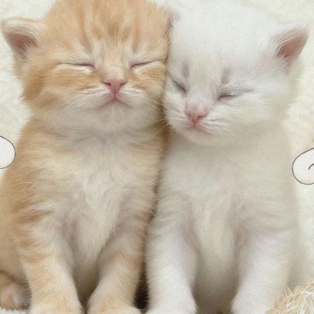 Meow 🐾