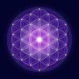 The Awakened Species ☀️