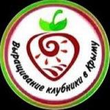 Выращивание клубники в Крыму