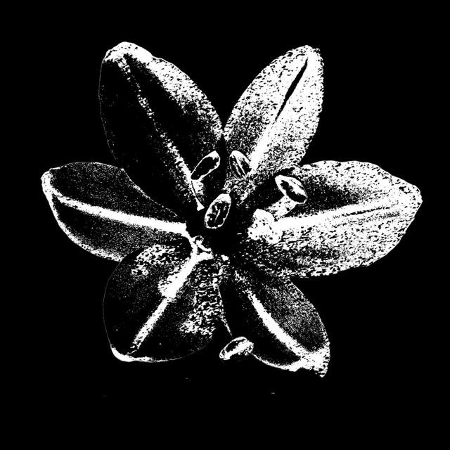Asphodel