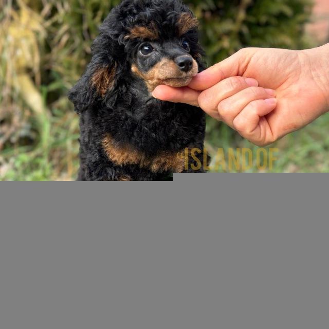 Ostrovgrez poodle kennel
