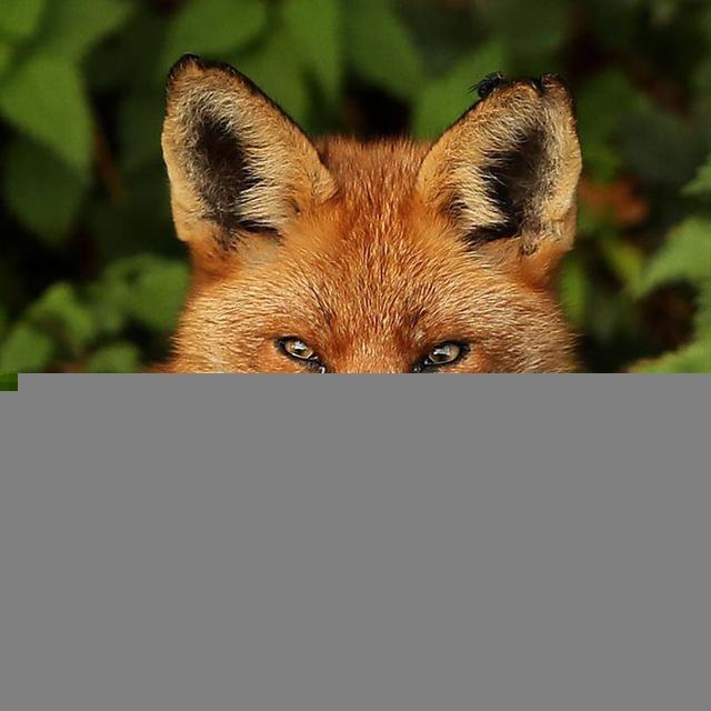 🦊Veikko Stölzer NEWS & MORE🦊
