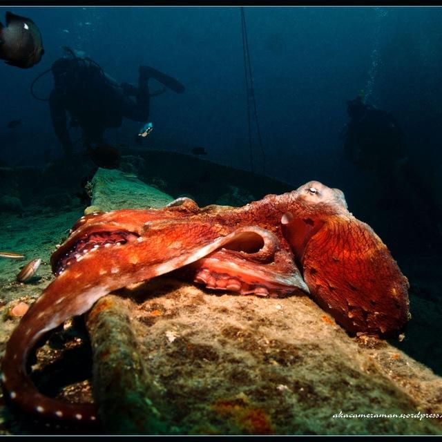 Dive club Cherepaha – info
