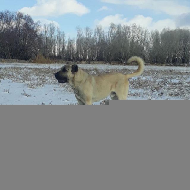 سگ های جنگی